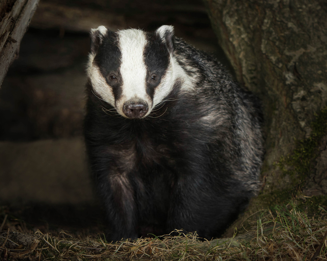 Badger